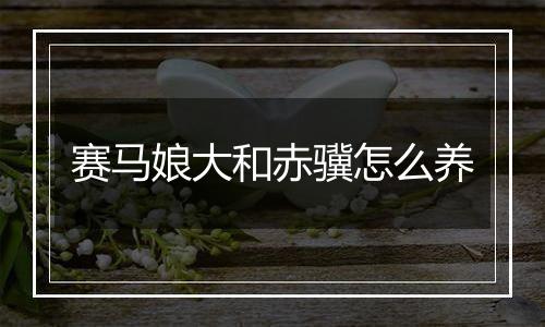 赛马娘大和赤骥怎么养