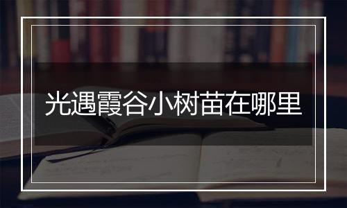 光遇霞谷小树苗在哪里